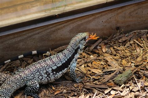 Category: Tegu - Hector's Habitat