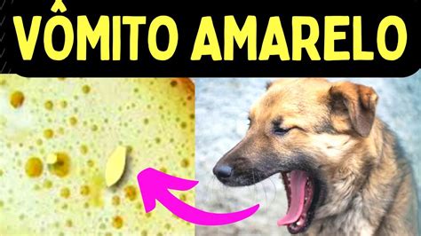 Vomito Amarelo Cachorro Pode Ser Culpa Ra O Youtube