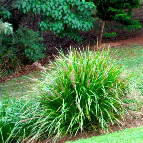 Drought Tolerant Grass Plants Drought Tolerant Grass For Sale