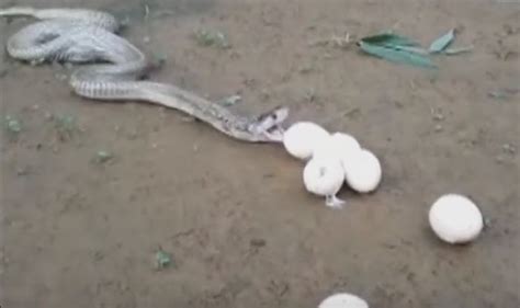 This deadly cobra spitting up 6 eggs after swallowing them whole is the craziest video you'll ...