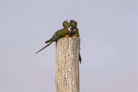 Parrots Love Smithsonian Photo Contest Smithsonian Magazine