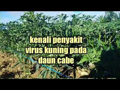 Cara Mengatasi Virus Kuning Pada Daun Cabe YouTube