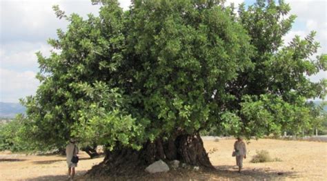 Il carrubo più grande del mondo si trova in Sicilia si chiama ù