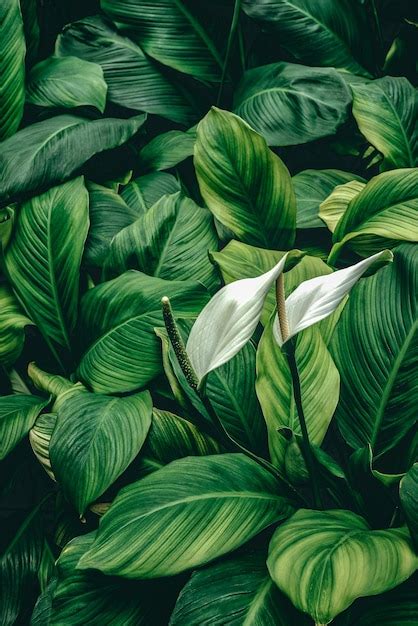 Premium Photo Leaves Of Spathiphyllum Cannifolium Abstract Green