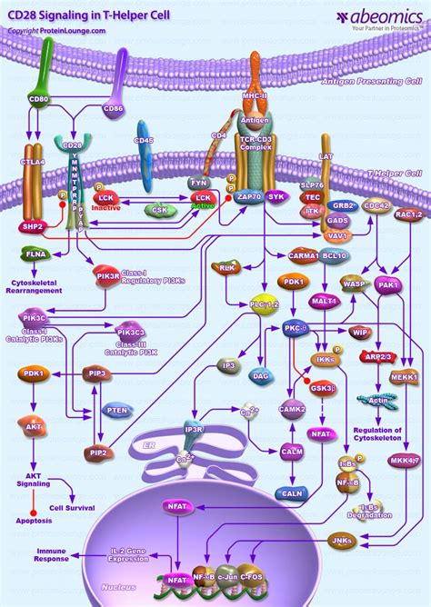 Cd28 Signaling In T Helper Cell