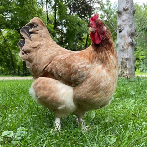 Wheaten Marans Day Old Chicks