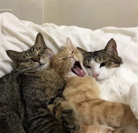 Three Cats Laying On Top Of Each Other With Their Mouths Open And One