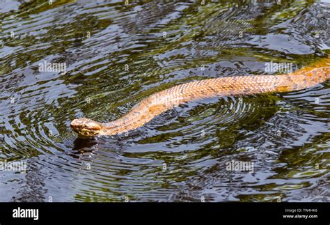 Cottonmouth Snake In Water