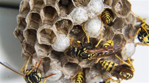 treat  wasp sting effective remedies  tips