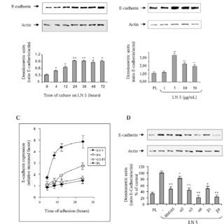 Culture Of Ht Cells On Laminin Triggers E Cadherin Accumulation At