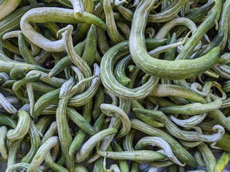 Premium Photo | Closeup of snake gourd plant