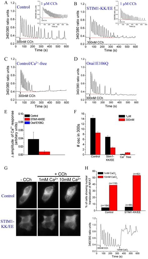 Ca I Responses Induced By Nm Cch In Control Cells A Cells