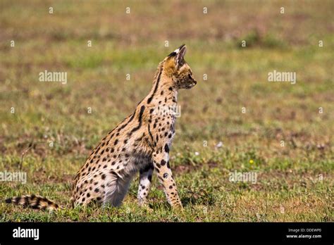 An Alert Serval Cat Felis Serval In The Serengeti National Park In