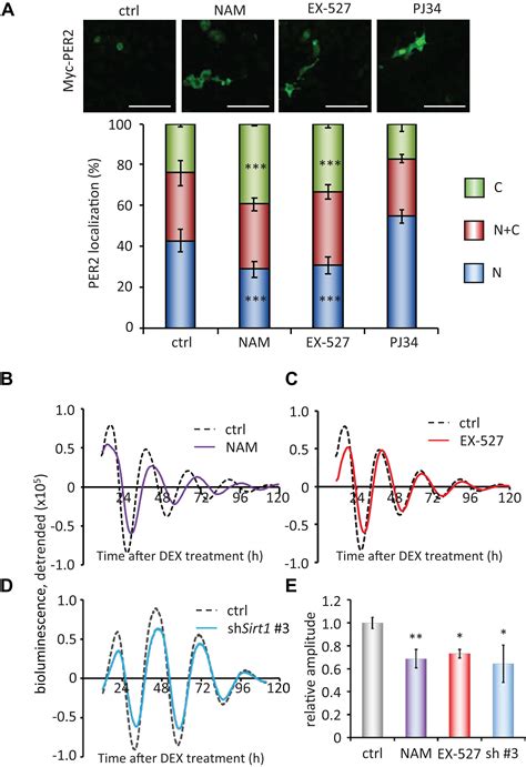 Frontiers Attenuated SIRT1 Activity Leads To PER2 Cytoplasmic