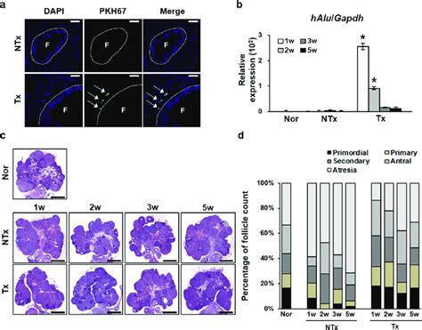 Homing Of PD MSCs To The Ovary And Ovarian Follicle Counts A