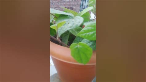 My Favourite Plant Youtube