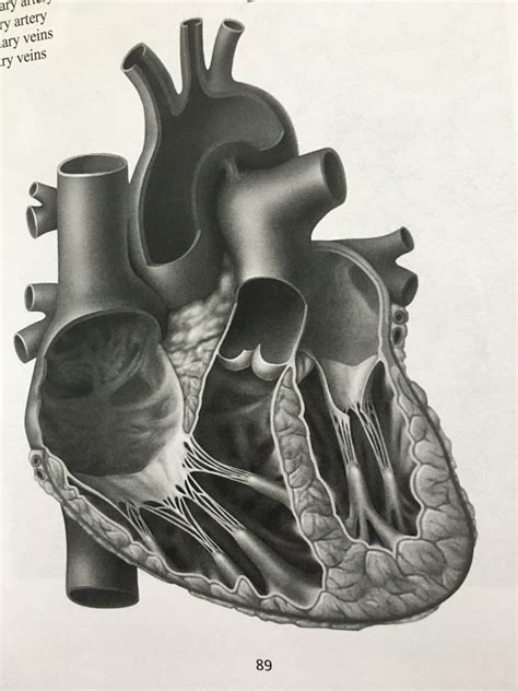 Heart Lab Quiz Diagram Quizlet