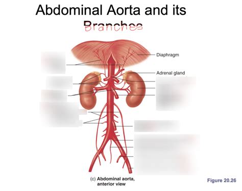 Abdominal Aorta And Its Branches Diagram Quizlet