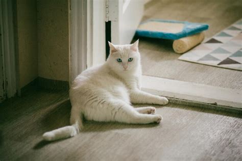 Premium Photo White Cat Lying Down Indoors