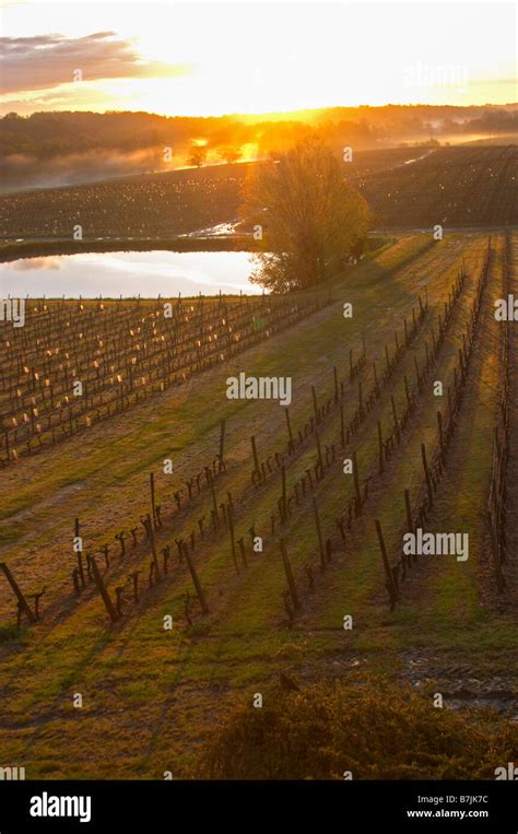 Vineyard Pond In Early Morning Mist Chateau Pey La Tour Bordeaux France