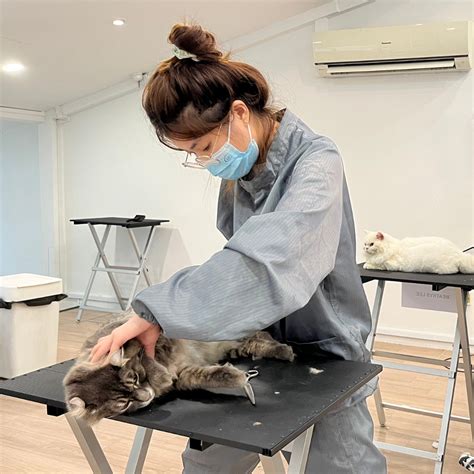 Professional Cat Grooming Course Nekomori Cat Grooming Salon