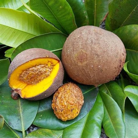 Mammea Americana Commonly Known As Mamey Apple Or Mammee Is A