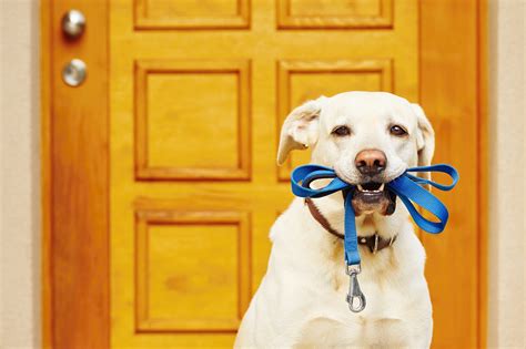 Dog With Leash