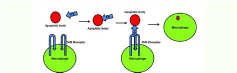 A Functions Of Ps Tam Receptor Signaling A The Gla Domain Of Ps