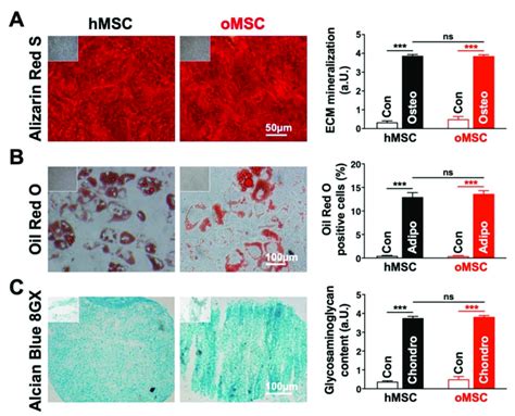 Comparable Osteogenic Adipogenic And Chondrogenic Differentiation Download Scientific Diagram