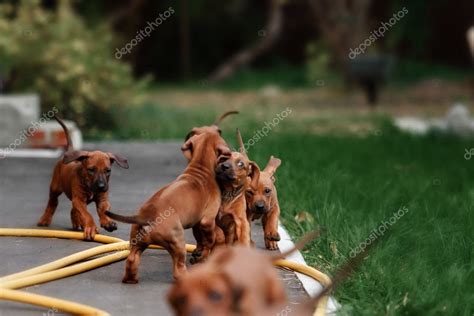 Adorables Cachorros Rhodesian Ridgeback Jugando Juntos En El Jard N