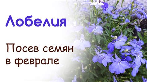 Как посеять и вырастить Лобелию из семян. Часть 1 - YouTube
