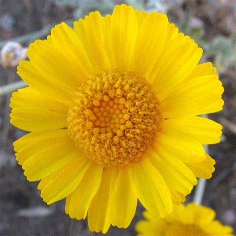 Desert Marigold Seeds Baileya Multiradiata American Meadows