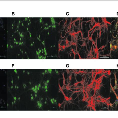 Identification Of Primary Neurons DAPI Staining Labeled All Nuclei