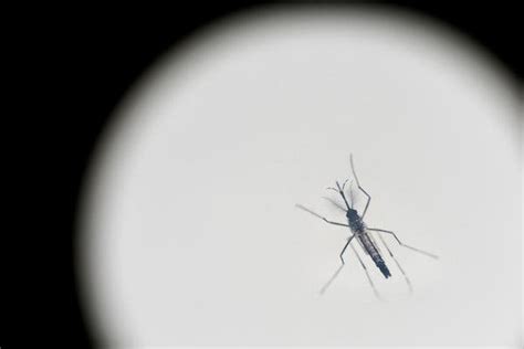 Peril On Wings 6 Of Americas Most Dangerous Mosquitoes The New York