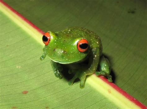 Anfibios Da Mata Atlantica - RETOEDU
