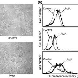 Phorbol 12 Myristate 13 Acetate PMA Induces Autophagy In SH SY5Y