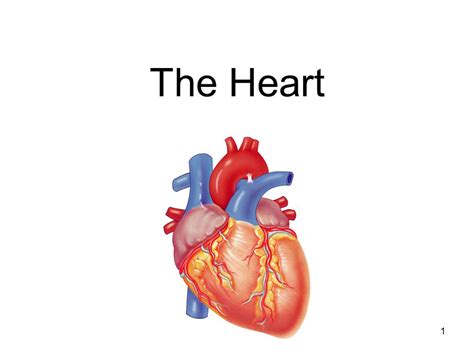 Ppt Parts Of Human Heart And Their Function Powerpoint