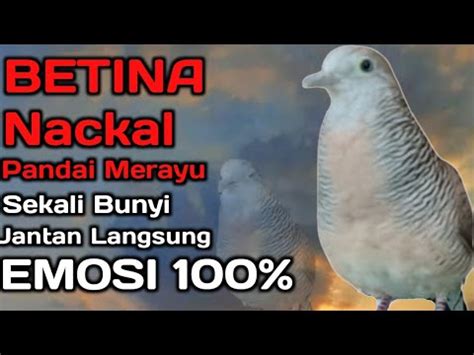 Perkutut Lokal Gacor Suara Yang Ini Cocok Untuk Pancingan Sekali