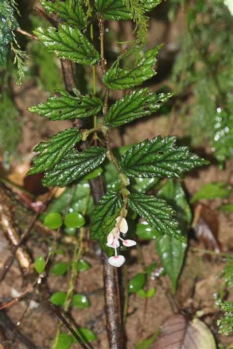 Begonia Loheri Begoniaceae Image 238407 At PhytoImages Siu Edu