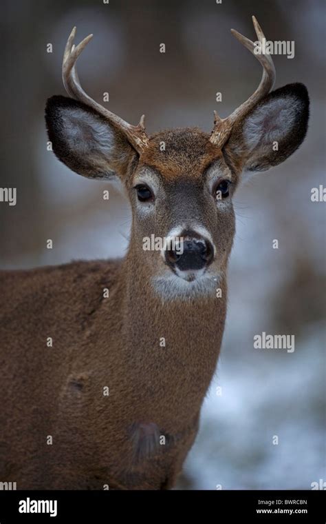 Odocoileus Virginianus American Males Hi Res Stock Photography And