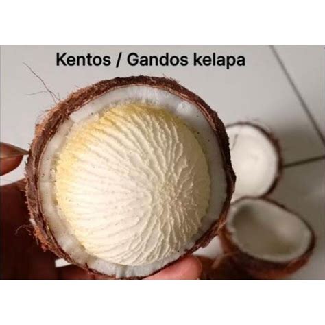 Jual Kentos Kelapa Premium Cangkang Kelapa Tua Obat Herbal