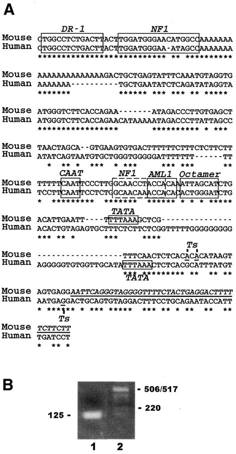 Sequence Alignment Of The Mouse And Human Cd36 Proximal Promoters A