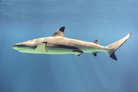 Sustainability of shark fins - Shark finning