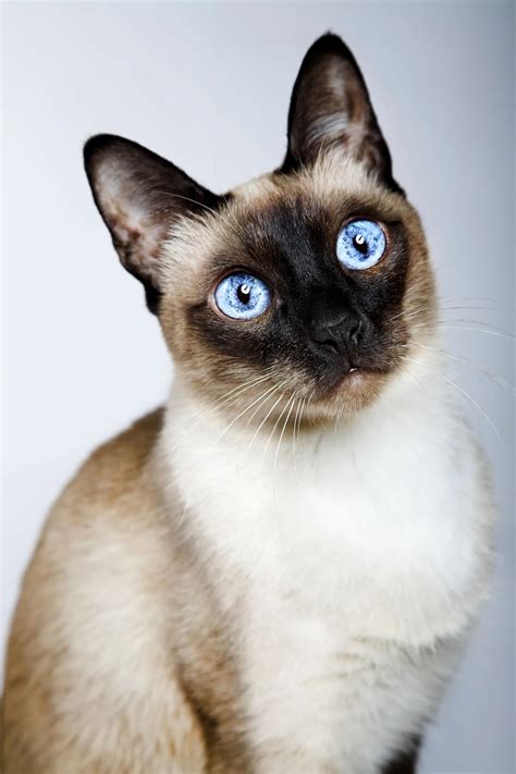 Fluffy Siamese Cat