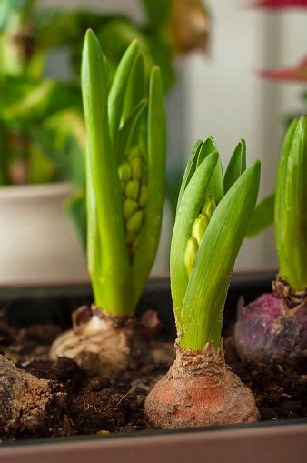 Hyacinths In Pots As Indoor Plants Bulbous Perennial Herbs Genus ...