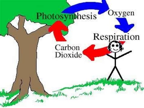 Oxygen cycle