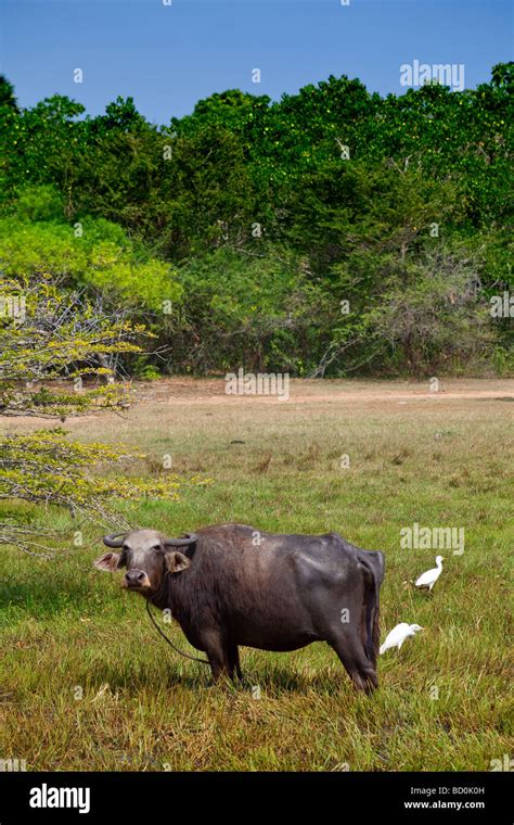 Water Buffalo And Cattle Egrets Hi Res Stock Photography And Images Alamy