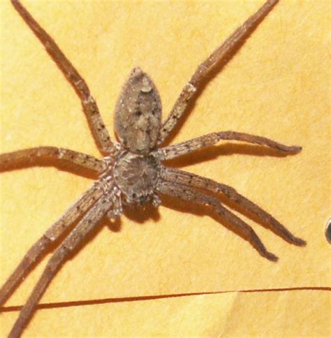 Huntsman Heteropoda Venatoria Bugguidenet