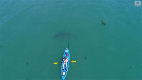 Video Shark Swims Close To Kayaker In Monterey Bay Abc News