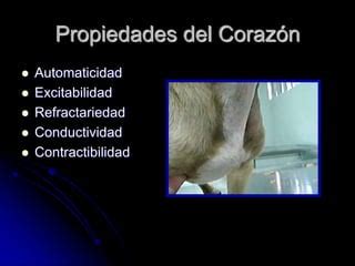 Apuntes Principios De Electrocardiografia Ppt